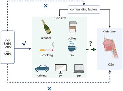 Effects of common lifestyle factors on obstructive sleep apnea: precautions in daily life based on causal inferences